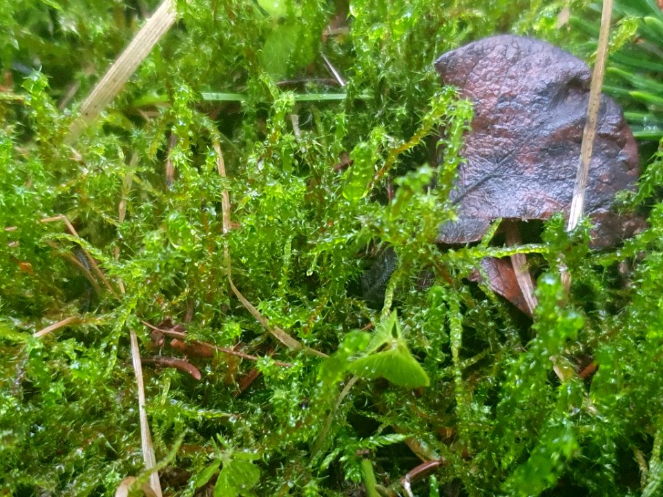 Rhytidiadelphus squarrosus 109615570