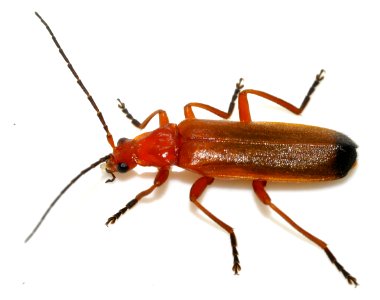 Rhagonycha-fulva-13-fws