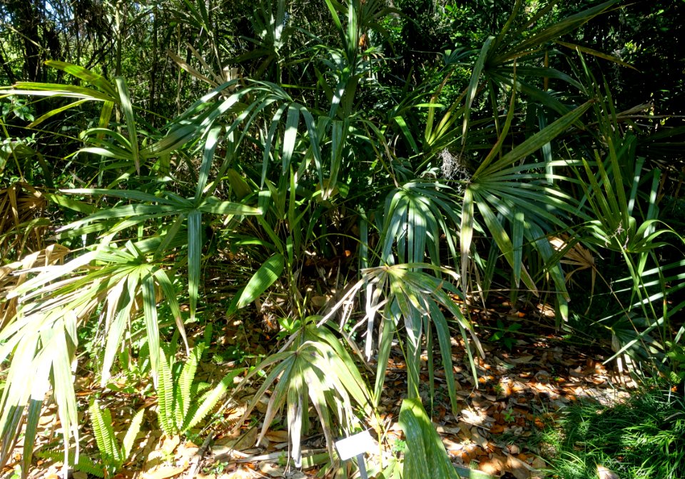 Rhapidophyllum hystrix - Bok Tower Gardens - DSC02208