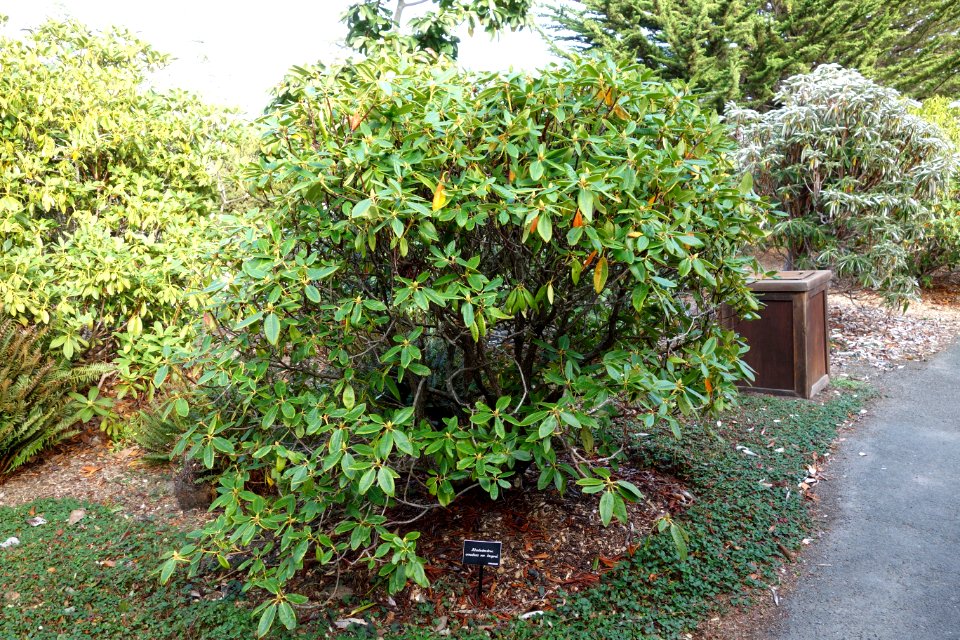 Rhododendron oreodoxa var. fargesii - Mendocino Coast Botanical Gardens - DSC02320