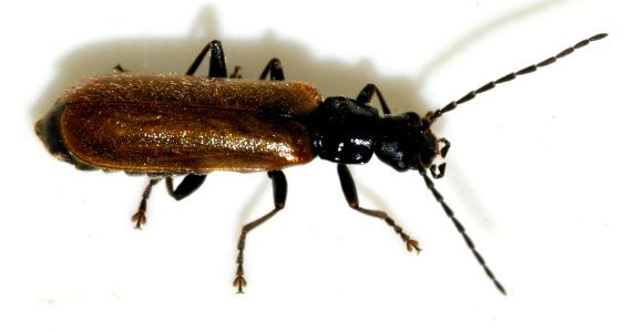 Rhagonycha-nigripes-01-fws