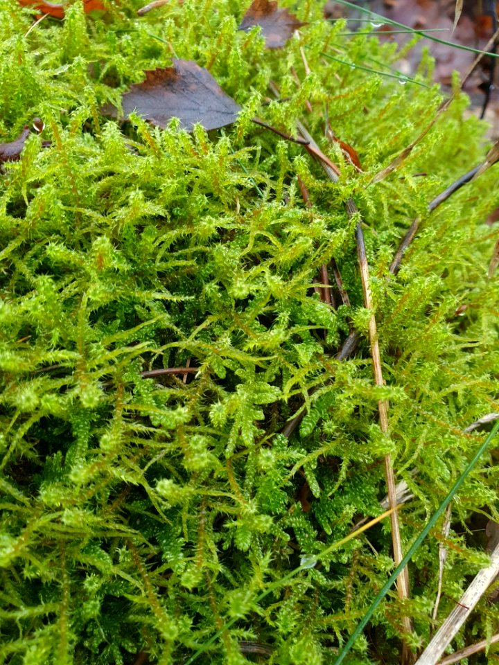 Rhytidiadelphus squarrosus 108880511