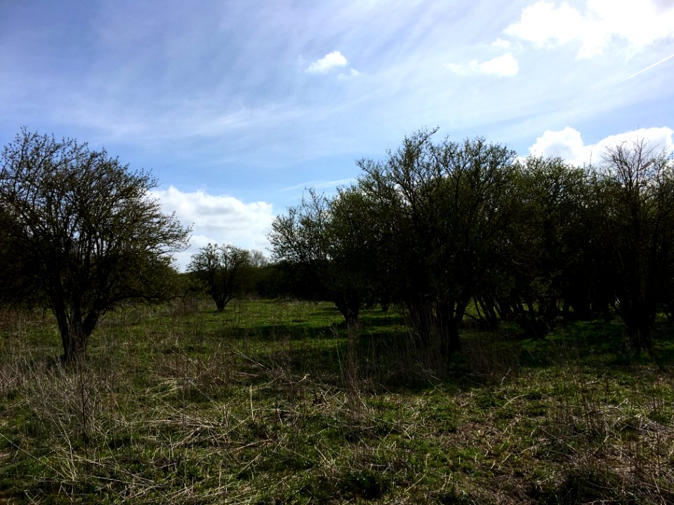 Rhamno-Prunetea, met ondere andere Sambucus nigra en Crataegus monogyna