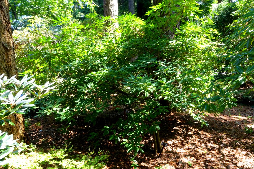Rhododendron oreodoxa - VanDusen Botanical Garden - Vancouver, BC - DSC06913