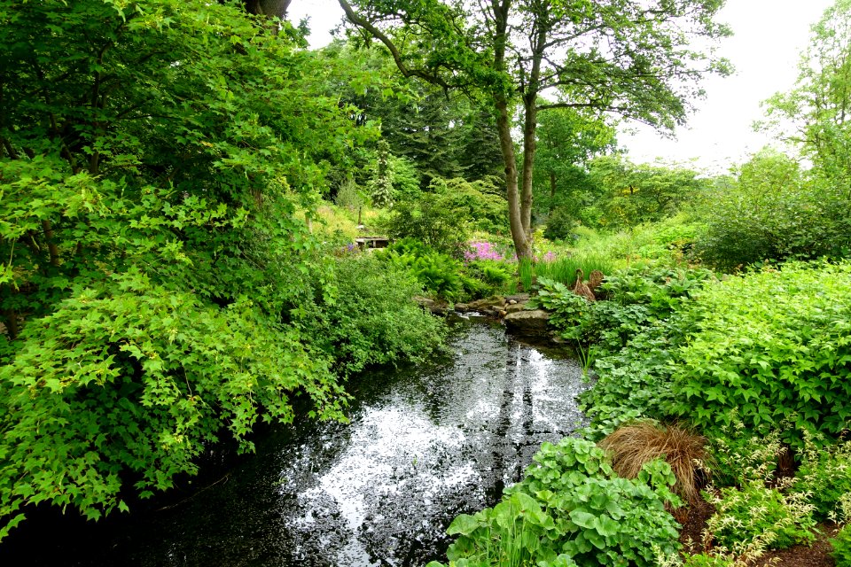 RHS Garden Harlow Carr - North Yorkshire, England - DSC01128