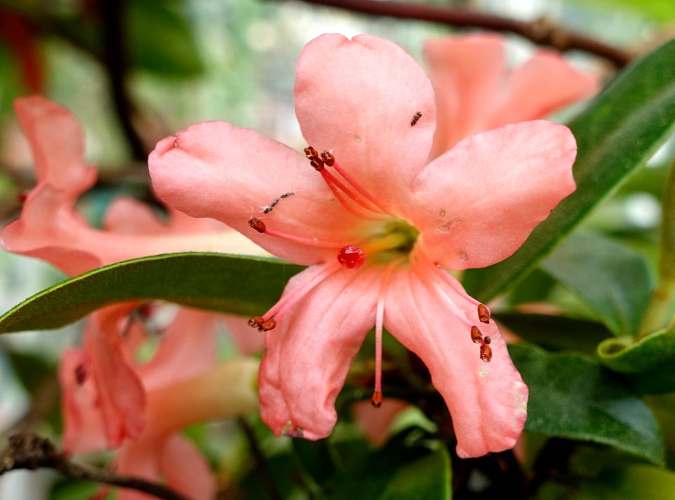 Rhododendron macgregoriae - Lyman Plant House, Smith College - DSC02045