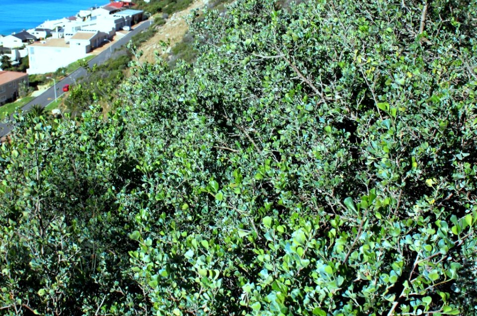 Rhus glauca - fishhoek cape town