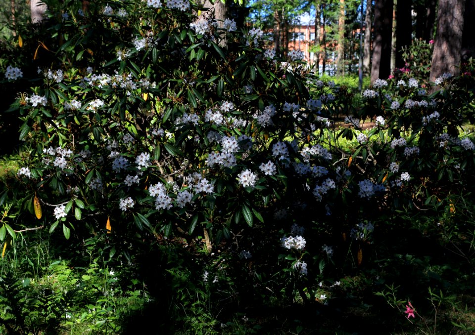 Rhododendron Tuiranpuisto Oulu 20180521 02