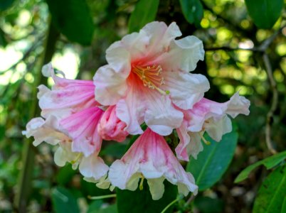 Rhododendron vernicosum - Savill Garden - Windsor Great Park, England - DSC06220