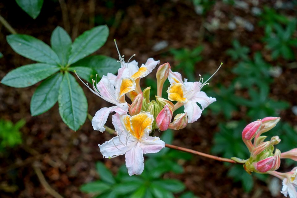 Rhododendron occidentale - RHS Garden Harlow Carr - North Yorkshire, England - DSC01282