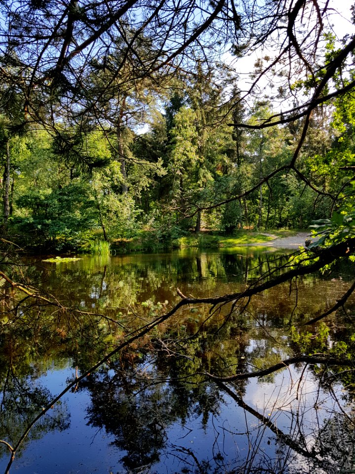 Ridderoordse bos - 3