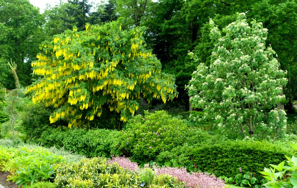 RHS Garden Harlow Carr - North Yorkshire, England - DSC01115