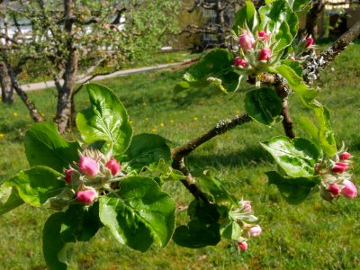 Riesenboiken Freilichtmuseum Roscheider Hof Ganzer Knospen H5