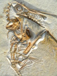 Rhamphorhynchus muensteri detail, Solnhofen, Germany, Late Jurassic - Royal Ontario Museum - DSC00042