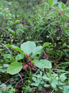 Rhamnus frangula Kemi, Finland 15.07.2013