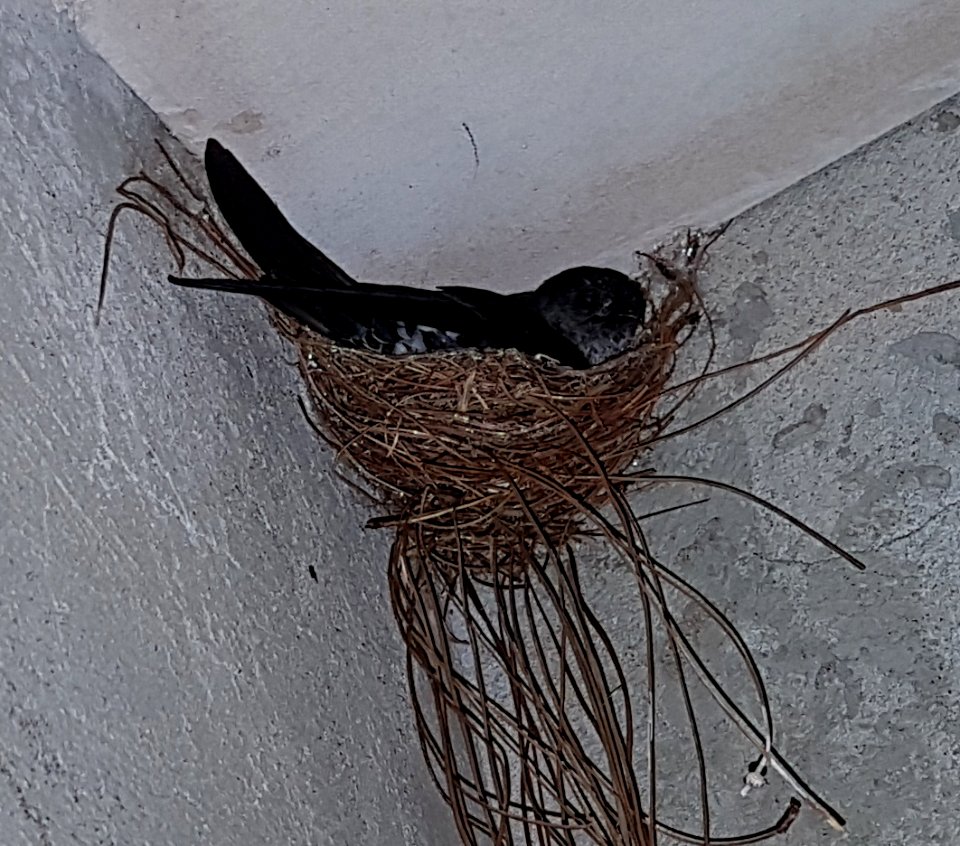 Ridgetop swiftlet (Collocalia isonota bagobo) nesting in Bukidnon, Mindanao, Philippines 02