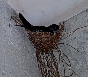 Ridgetop swiftlet (Collocalia isonota bagobo) nesting in Bukidnon, Mindanao, Philippines 02