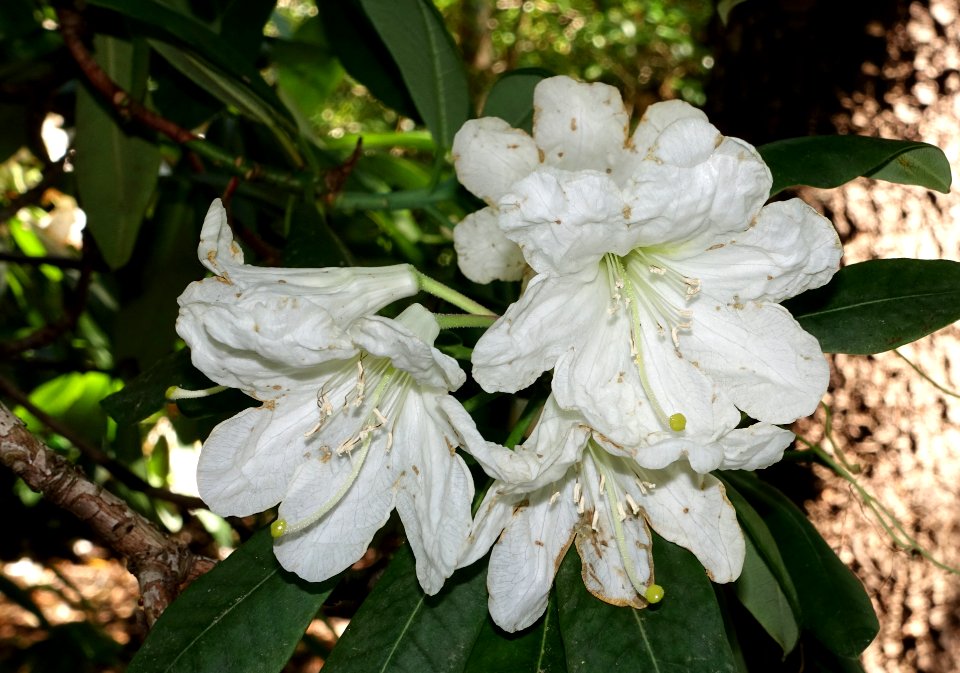Rhododendron vernicosum - VanDusen Botanical Garden - Vancouver, BC - DSC07333