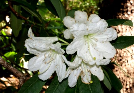 Rhododendron vernicosum - VanDusen Botanical Garden - Vancouver, BC - DSC07333