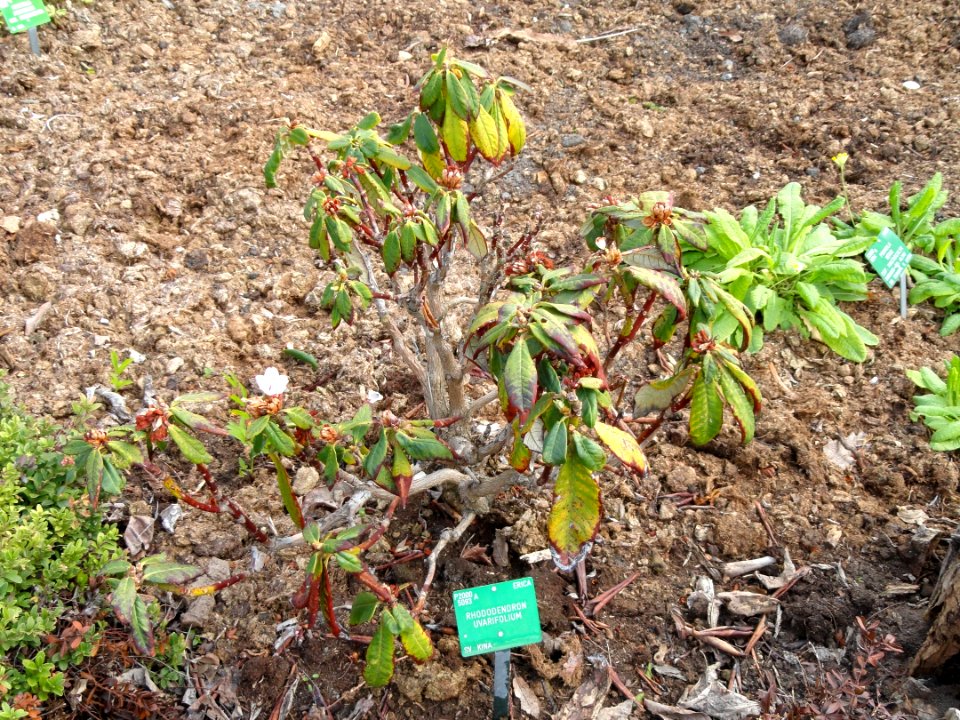 Rhododendron uvarifolium - University of Copenhagen Botanical Garden - DSC07558