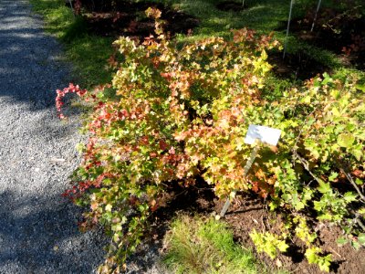 Ribes hirtellum - Botanical Garden in Kaisaniemi, Helsinki - DSC03479