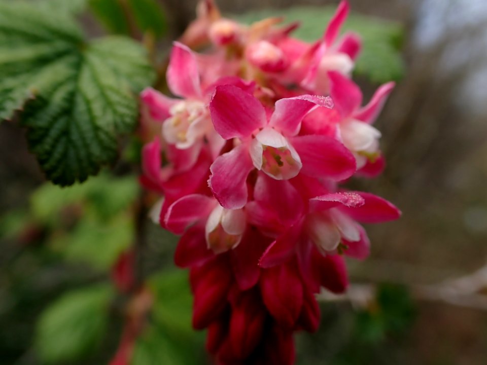 Ribes sanguineum 118694873