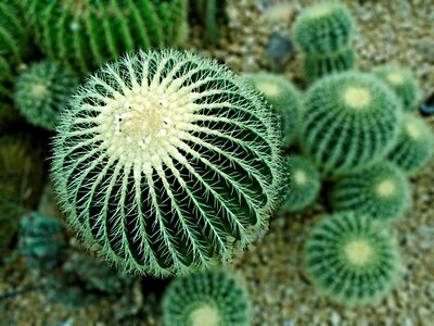 Prickly mexico plant photo