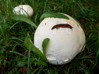 Riesenbovist mit Nacktschnecke