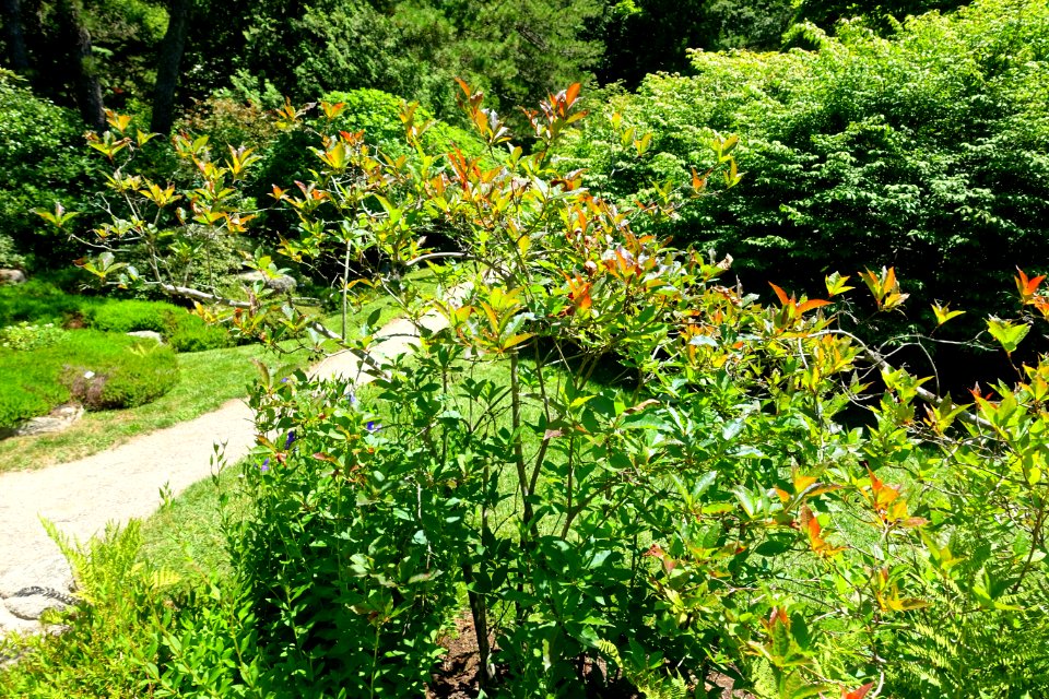 Rhododendron vaseyi - Asticou Azalea Garden - Northeast Harbor, Maine - DSC03494