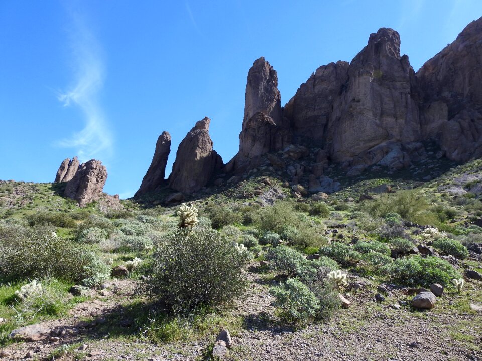 Arizona cactus desert