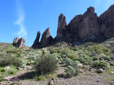 Arizona cactus desert