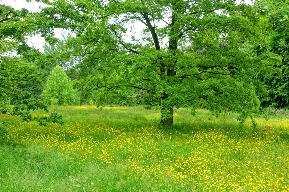 RHS Garden Harlow Carr - North Yorkshire, England - DSC01394