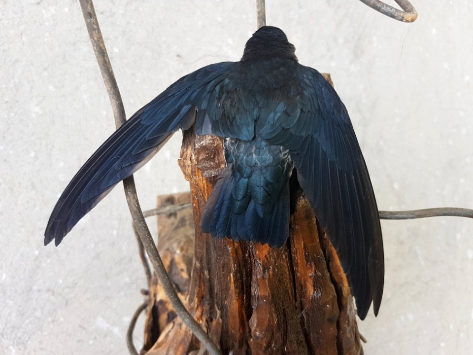 Ridgetop swiftlet (Collocalia isonota bagobo) in Bukidnon, Mindanao, Philippines.jpg 01