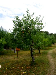 Riesenboiken Freilichtmuseum Roscheider Hof Ganzer Baum H1
