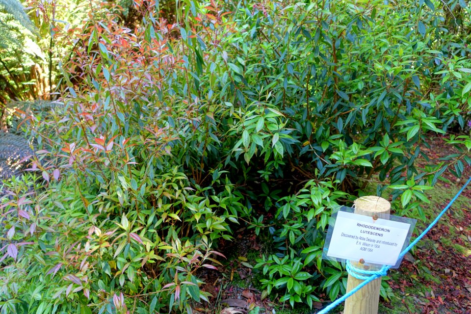 Rhododendron lutescens - Caerhayes Castle gardens - Cornwall, England - DSC03262