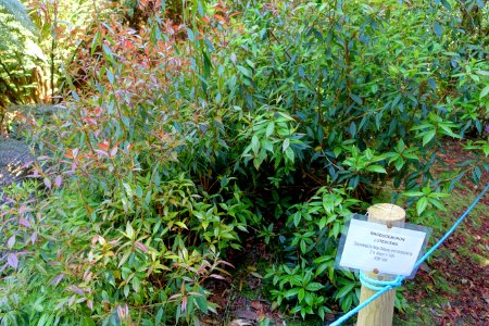Rhododendron lutescens - Caerhayes Castle gardens - Cornwall, England - DSC03262
