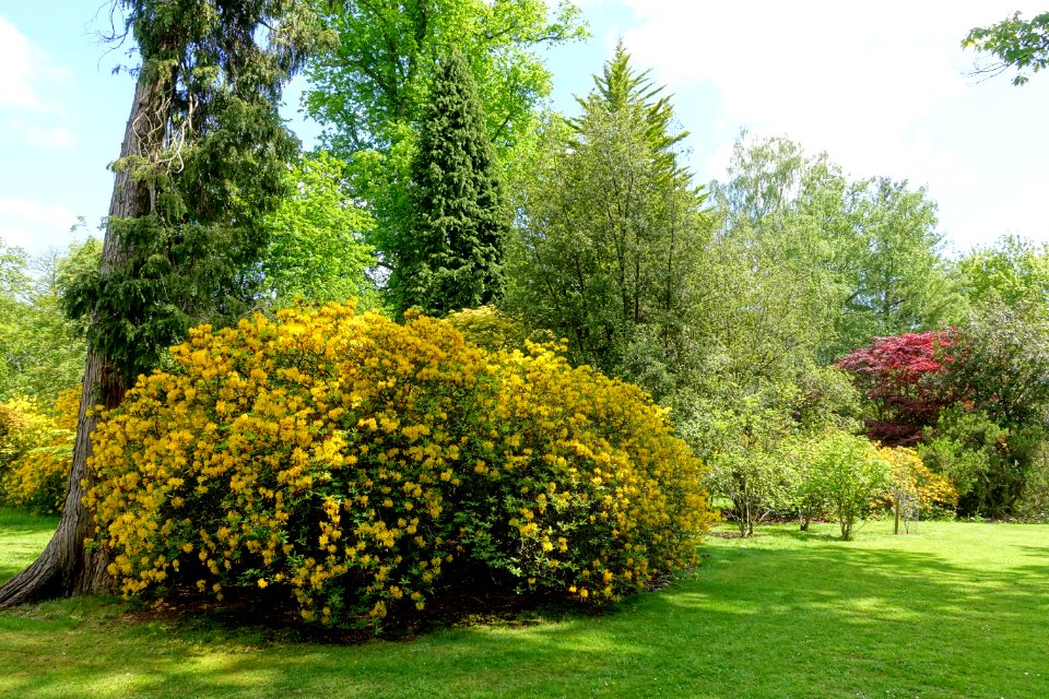 Rhododendrons - Bowood - Wiltshire, England - DSC00413