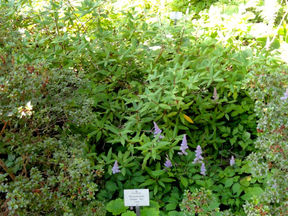 Rhododendron keiskei - Botanischer Garten, Frankfurt am Main - DSC03378