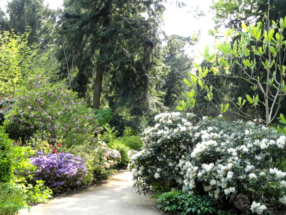 Rhododendrons - Botanischer Garten München-Nymphenburg - DSC08200