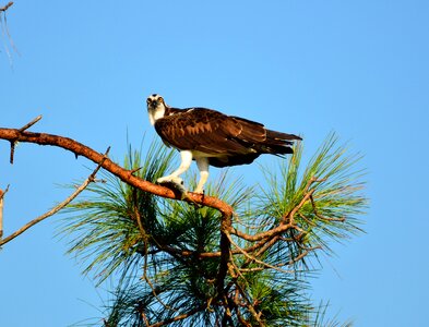 Prey flying nature