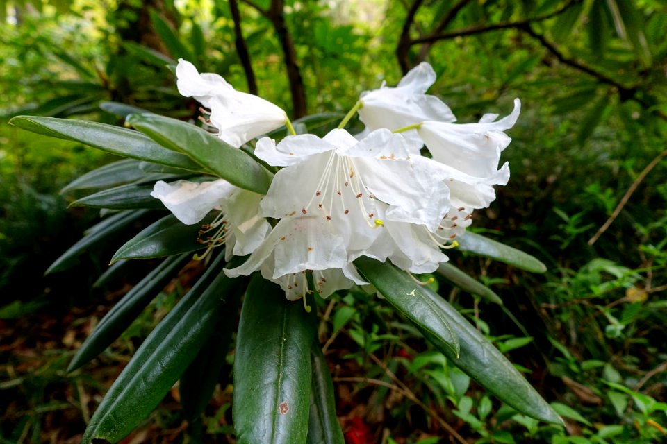 Rhododenron - Koishikawa Korakuen - Tokyo, Japan - DSC06253