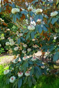 Rhododendron sinogrande - Caerhayes Castle gardens - Cornwall, England - DSC03044