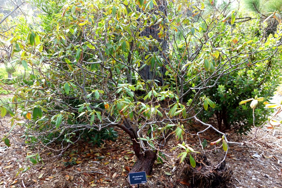 Rhododendron liliiflorum - Mendocino Coast Botanical Gardens - DSC02216
