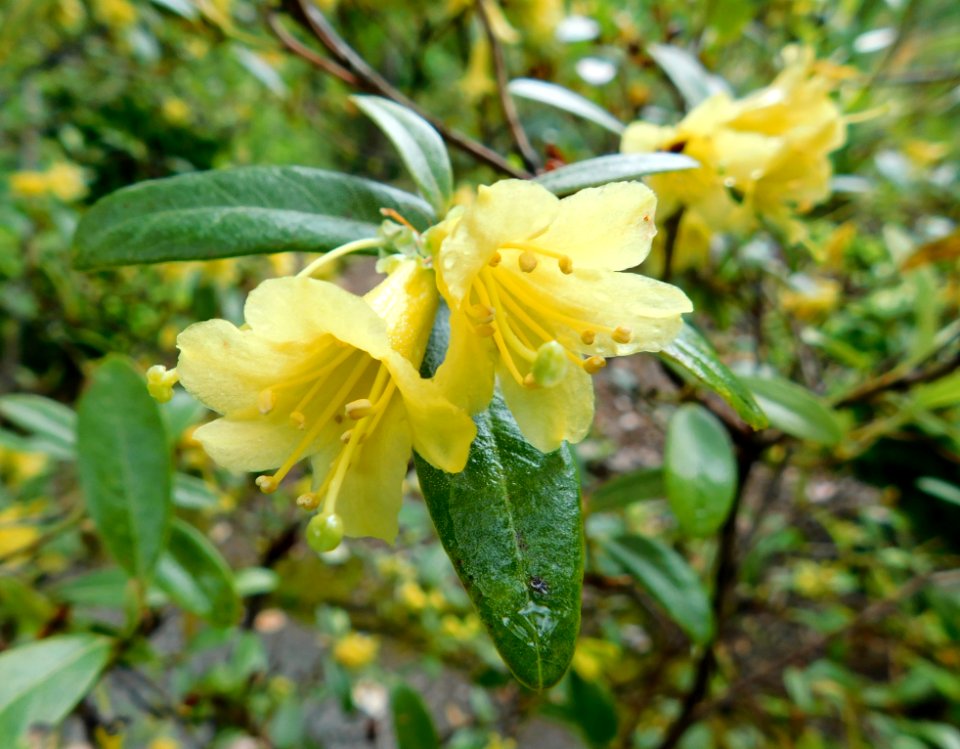 Rhododendron xanthostephanum 2