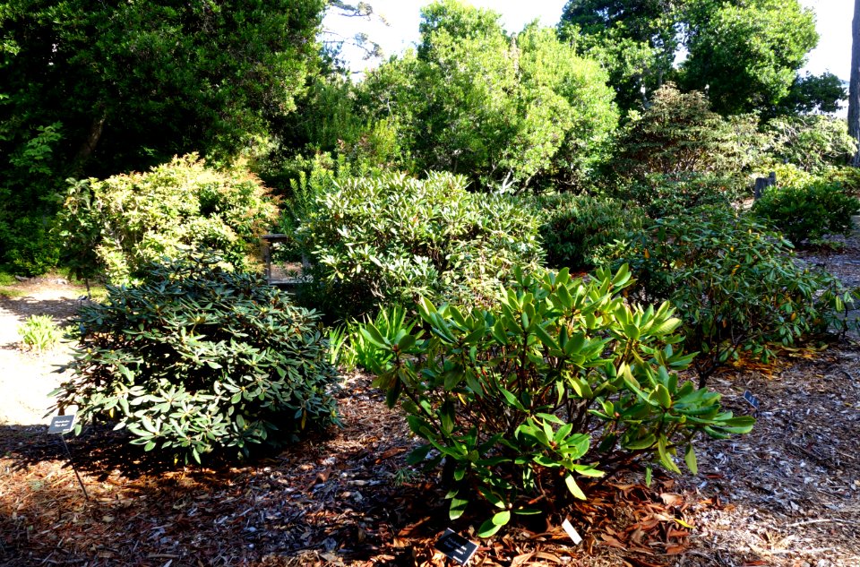 Rhododendrons - Mendocino Coast Botanical Gardens - DSC02084