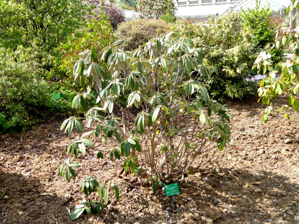 Rhododendron niveum - University of Copenhagen Botanical Garden - DSC07606