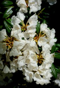 Rhododendron yakushimanum 'Koichiro Wada' - Savill Garden - Windsor Great Park, England - DSC06066
