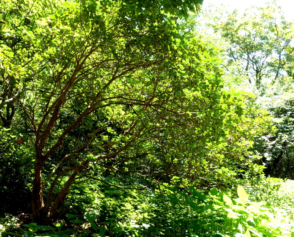 Rhododendron thomsonii - VanDusen Botanical Garden - Vancouver, BC - DSC07167