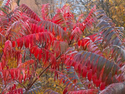 Rhus typhina, 2020-11-10, Mount Washington, 01