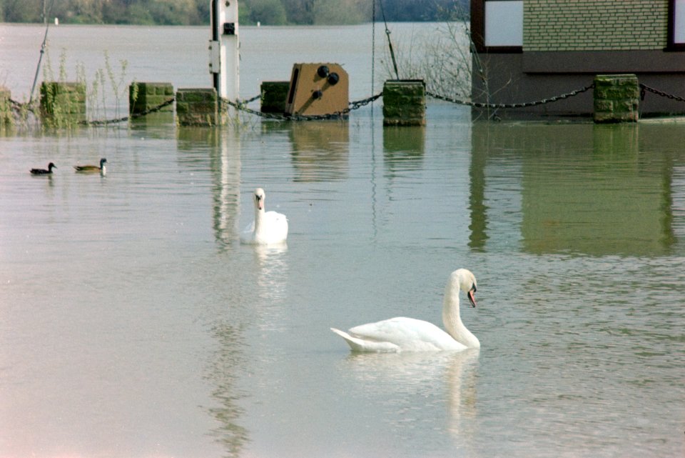 Rheinhochwasser Mainz 1988-04 A012